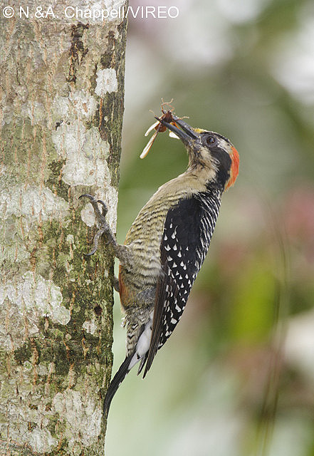 Black-cheeked Woodpecker c44-5-026.jpg